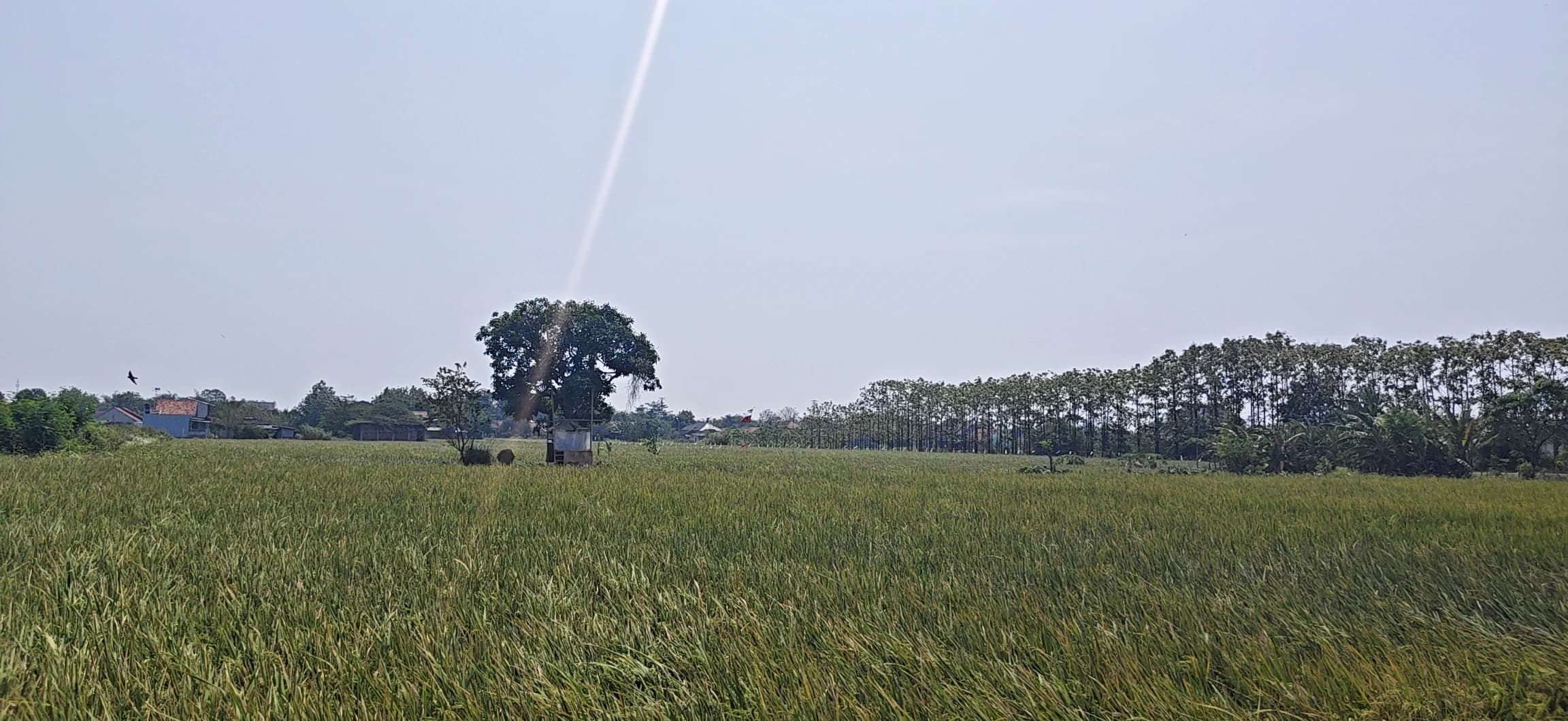 Hamparan persawahan Desa Dawuan